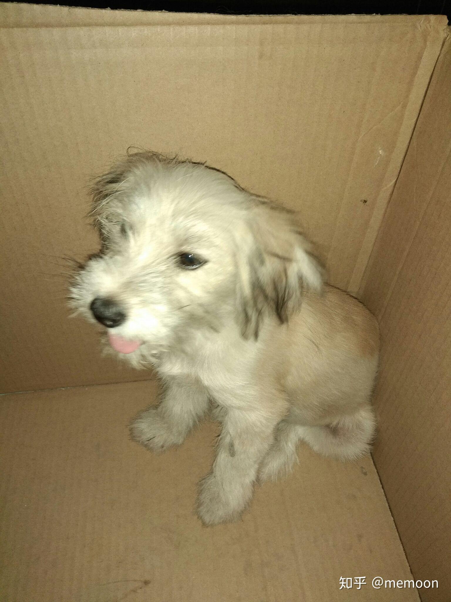 捡到一只流浪狗,给他洗了澡澡,请问这是什么品