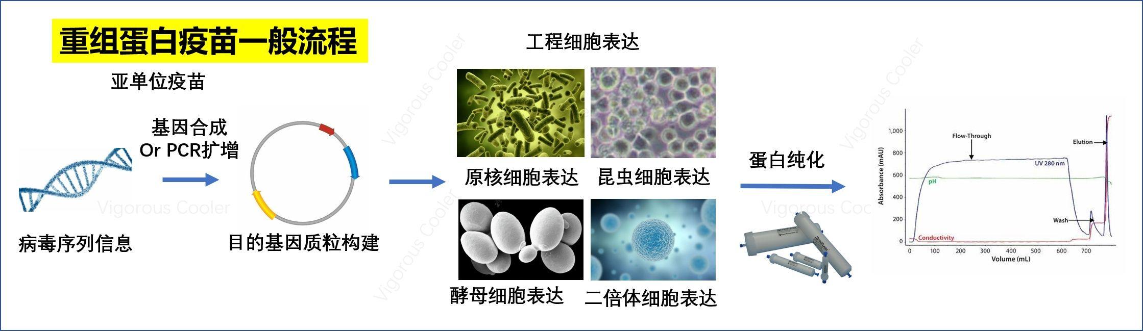 湖北开始招募新冠疫苗临床试验志愿者，陈薇院士领衔，全球在研疫苗哪个能最快面世？ - 知乎