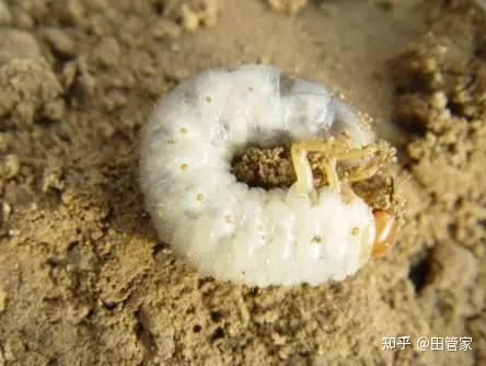 家庭养植花卉常见病虫害及其防治方法- 知乎