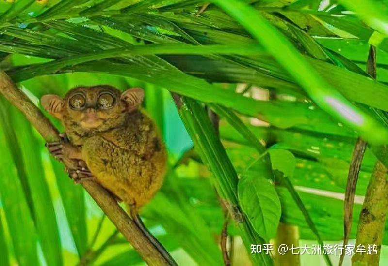 菲律宾眼镜猴