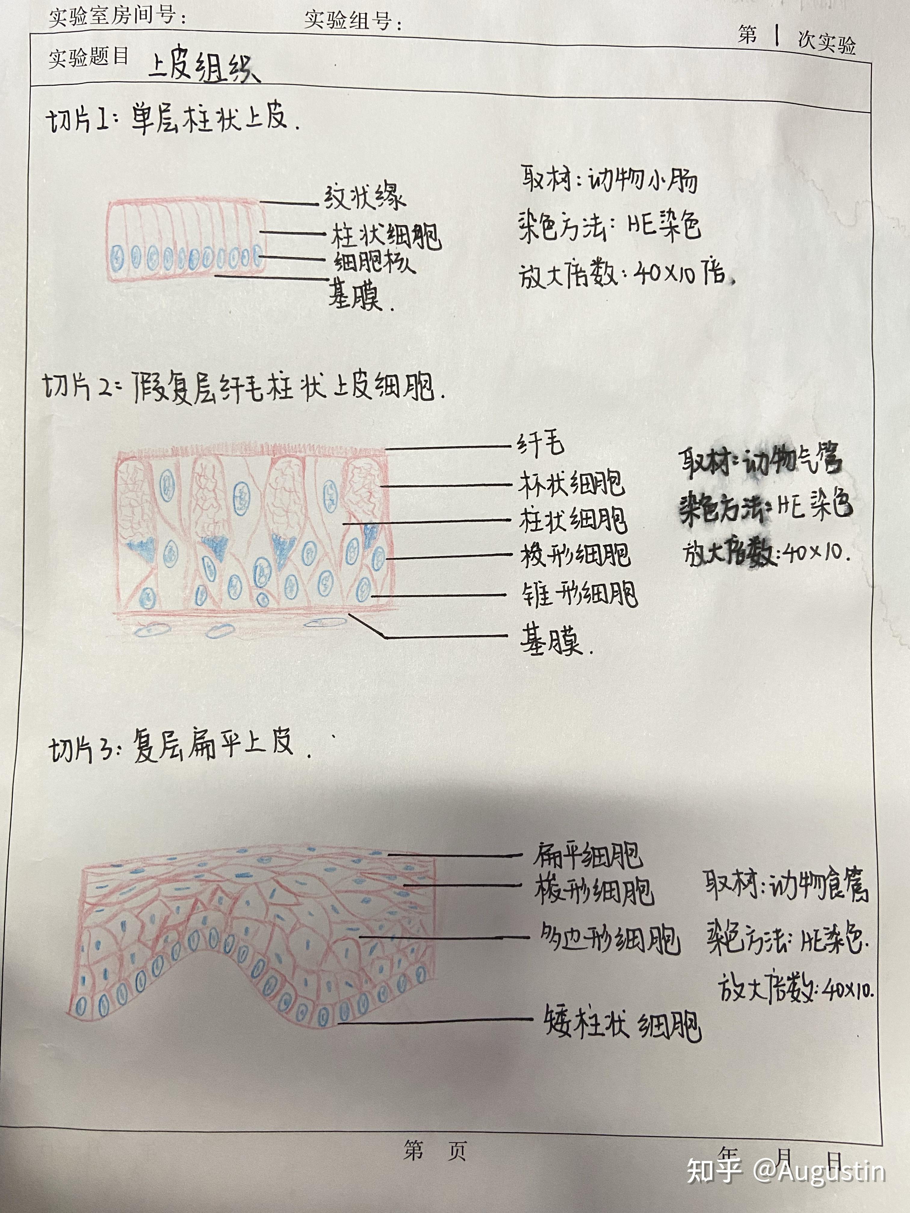 记录下俺的组织学与胚胎学红蓝铅笔手绘图