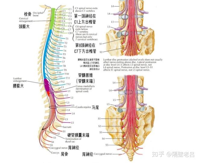多因腰椎穿刺损伤马尾神经或者做脊髓麻醉的过程中药物引起脊神经损伤