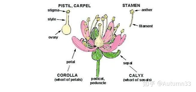 anther)雌蕊(pistil)柱头(stigma)花柱(style)二,用英语学习花的结构?
