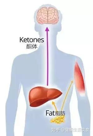 什么是酮体？它是如何产生的？生酮饮食机制 - 知乎