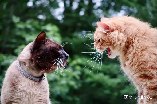 宠物专家告诉你猫叫声背后的秘密