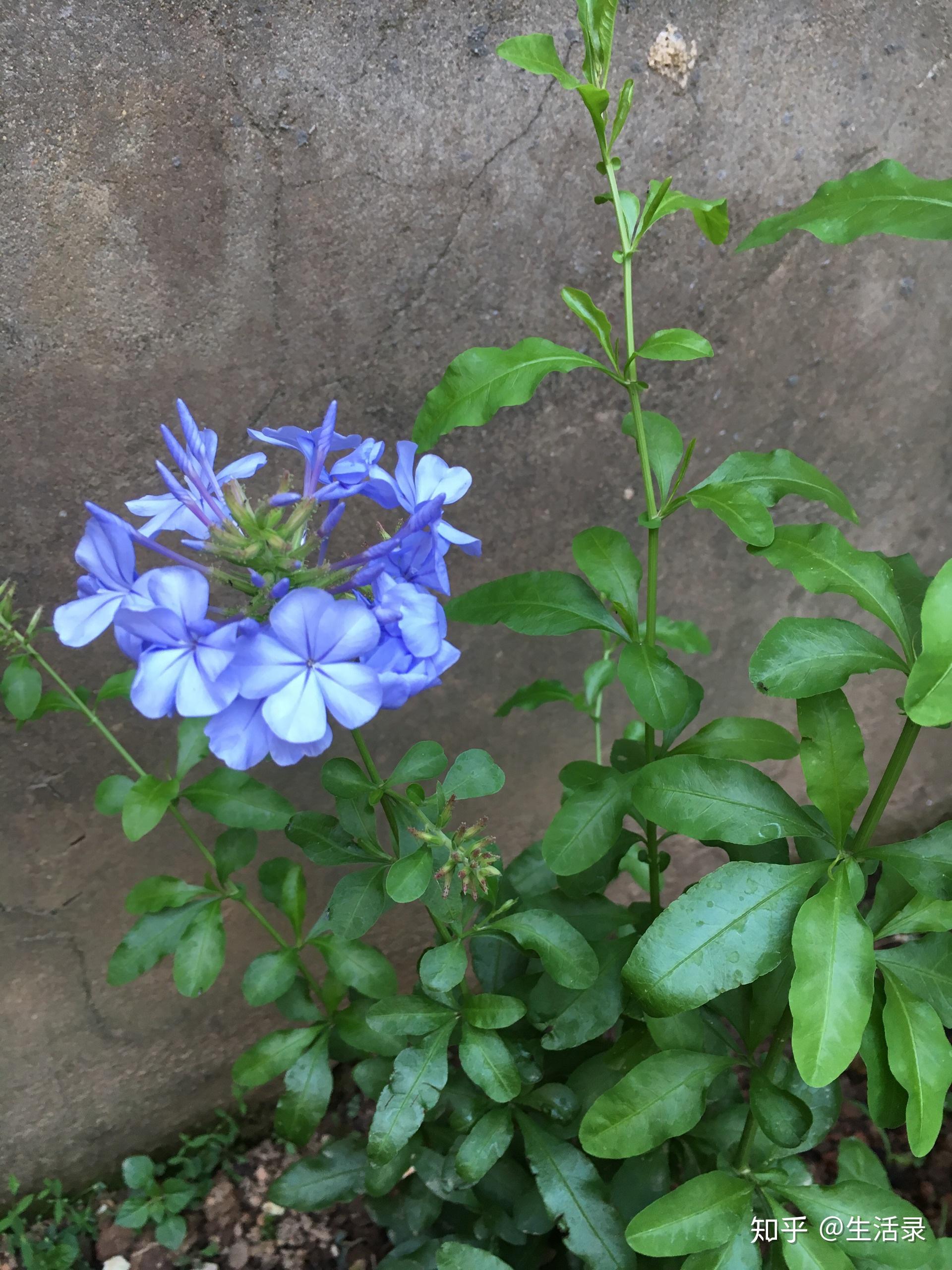 雪藍花和橙色月季媲美