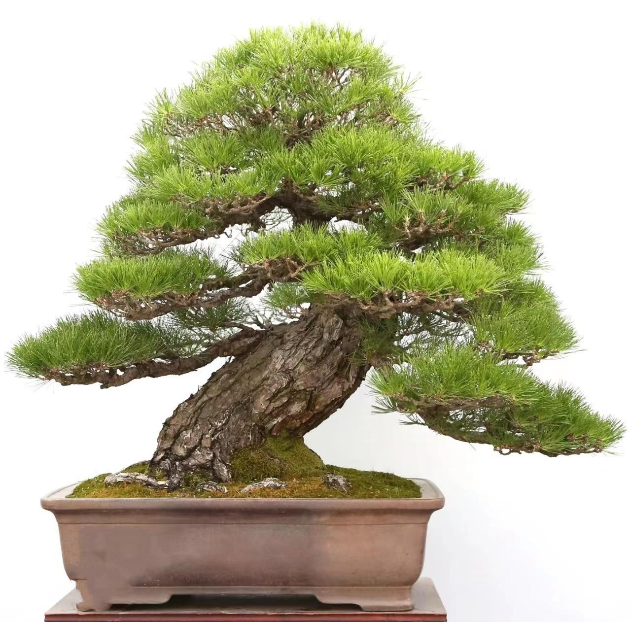 是真名士自风流,青松伴生石山友.茎悬枝飘美难收,顽童二老在闲聊.