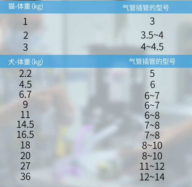 如何选择合适的气管插管?