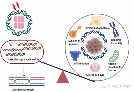 DNA损伤修复应用于靶向治疗发展历史，机制途径和临床转化的汇总 - 知乎