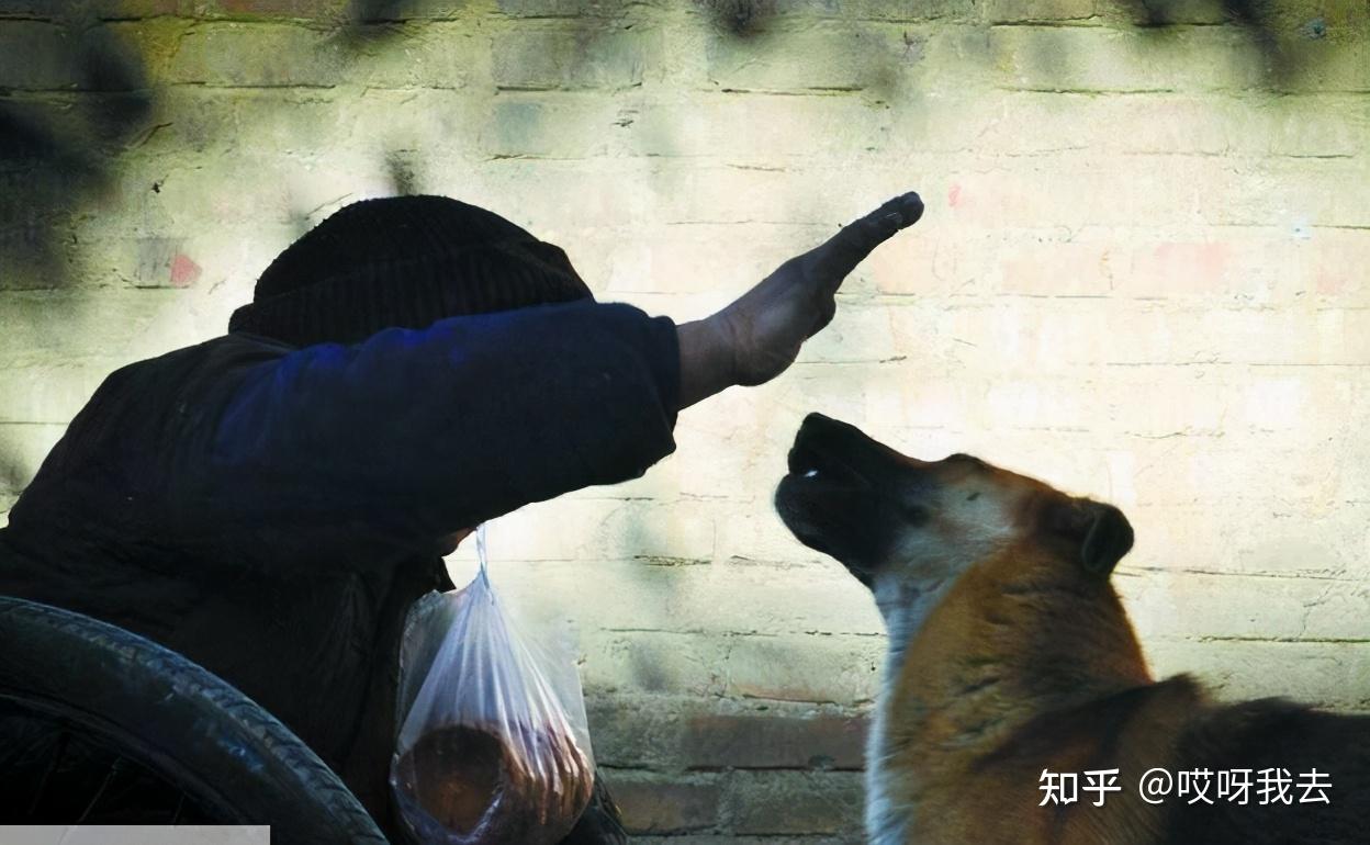 杭州出台最强“限狗令” 众人排队求名分|名分|排队|杭州_新浪新闻