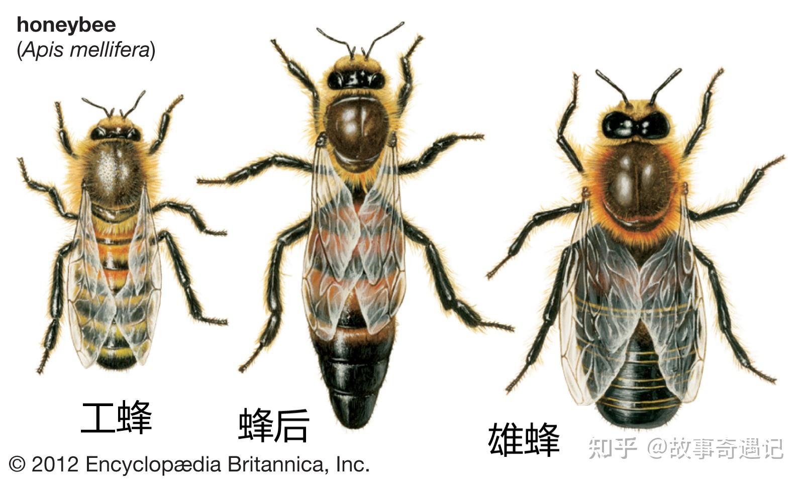 蜜蜂的种类有几种图片
