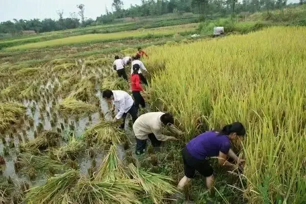 传统农业水稻种植基本介绍