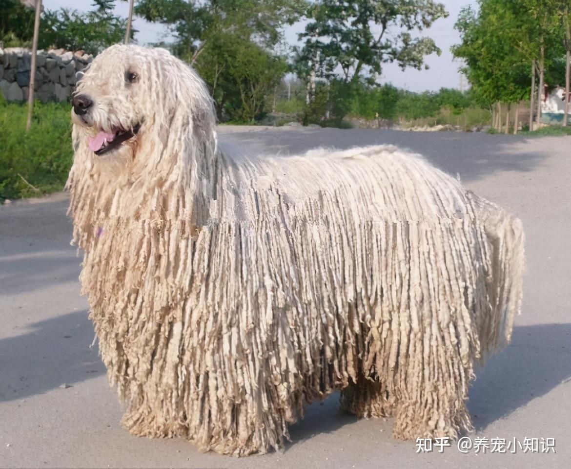no1,匈牙利牧羊犬