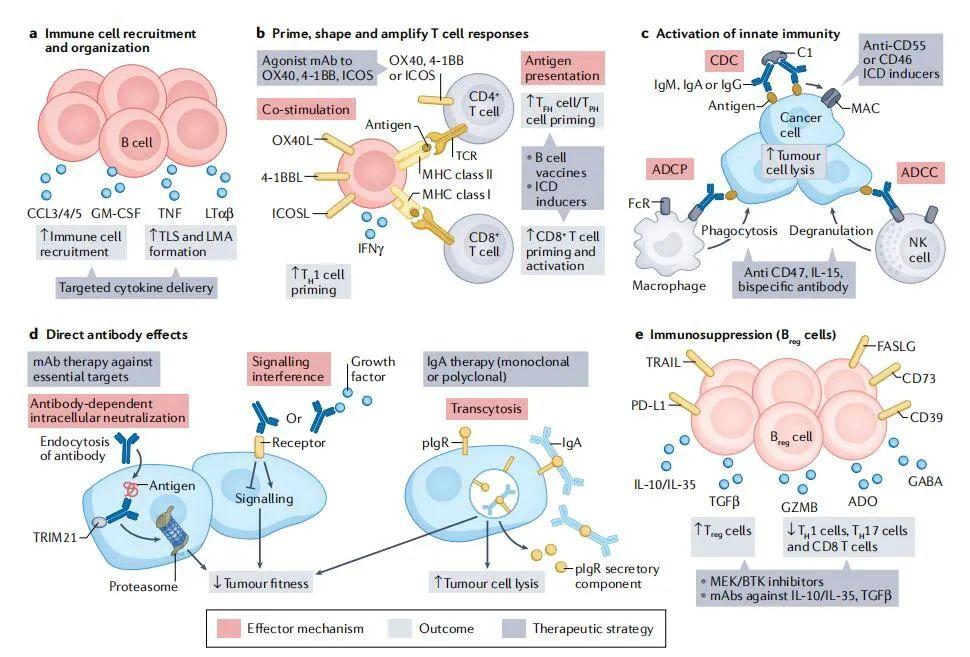 nat rev cancer|肿瘤浸润性b细胞:免疫学机制,临床影响和治疗机遇 - 