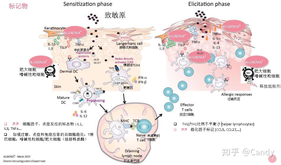 化妆品致使皮肤过敏的机制