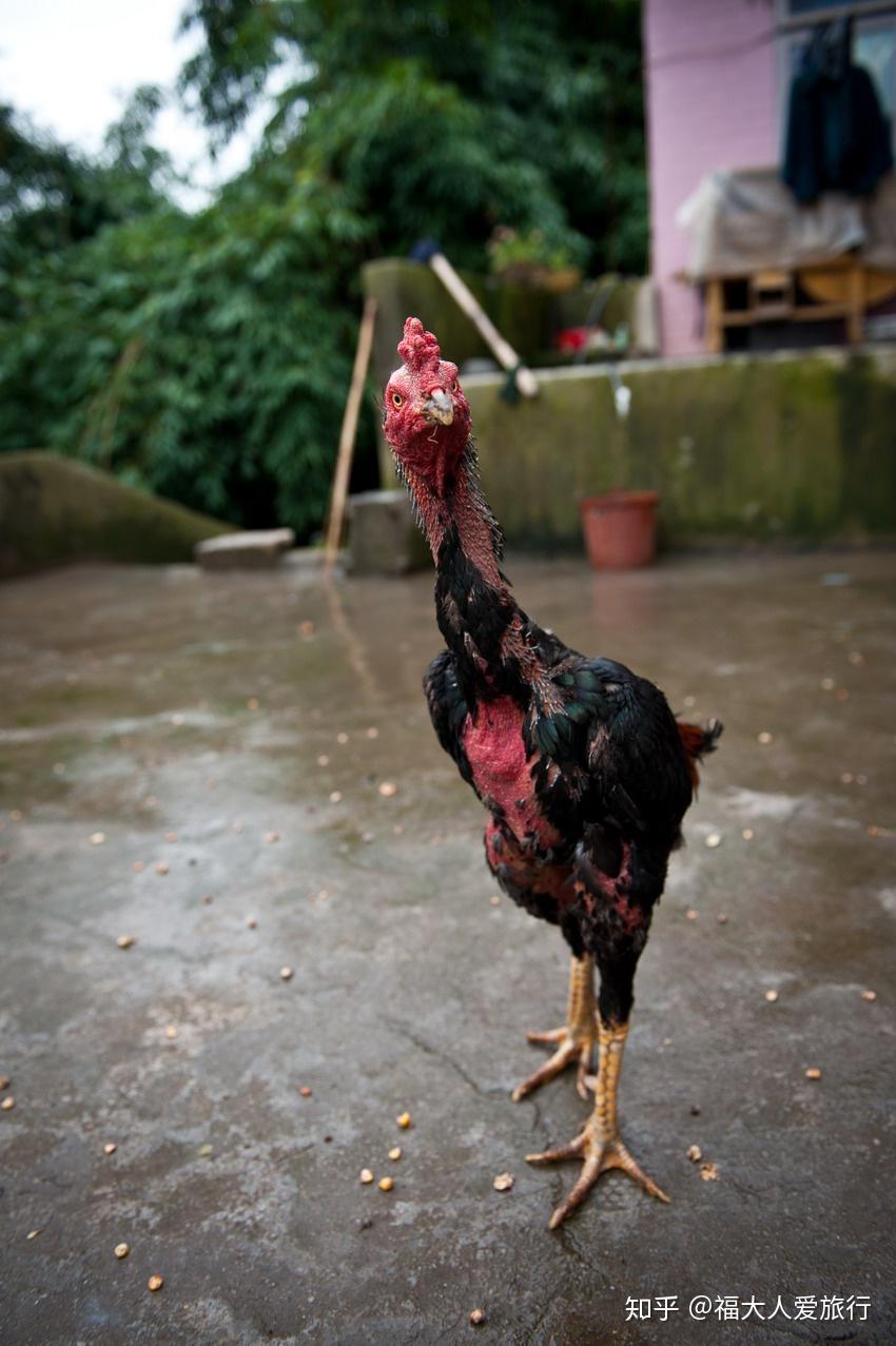 自驾游黔西:山上的板凳舞,长犄角的苗人,好粮给鸡吃!