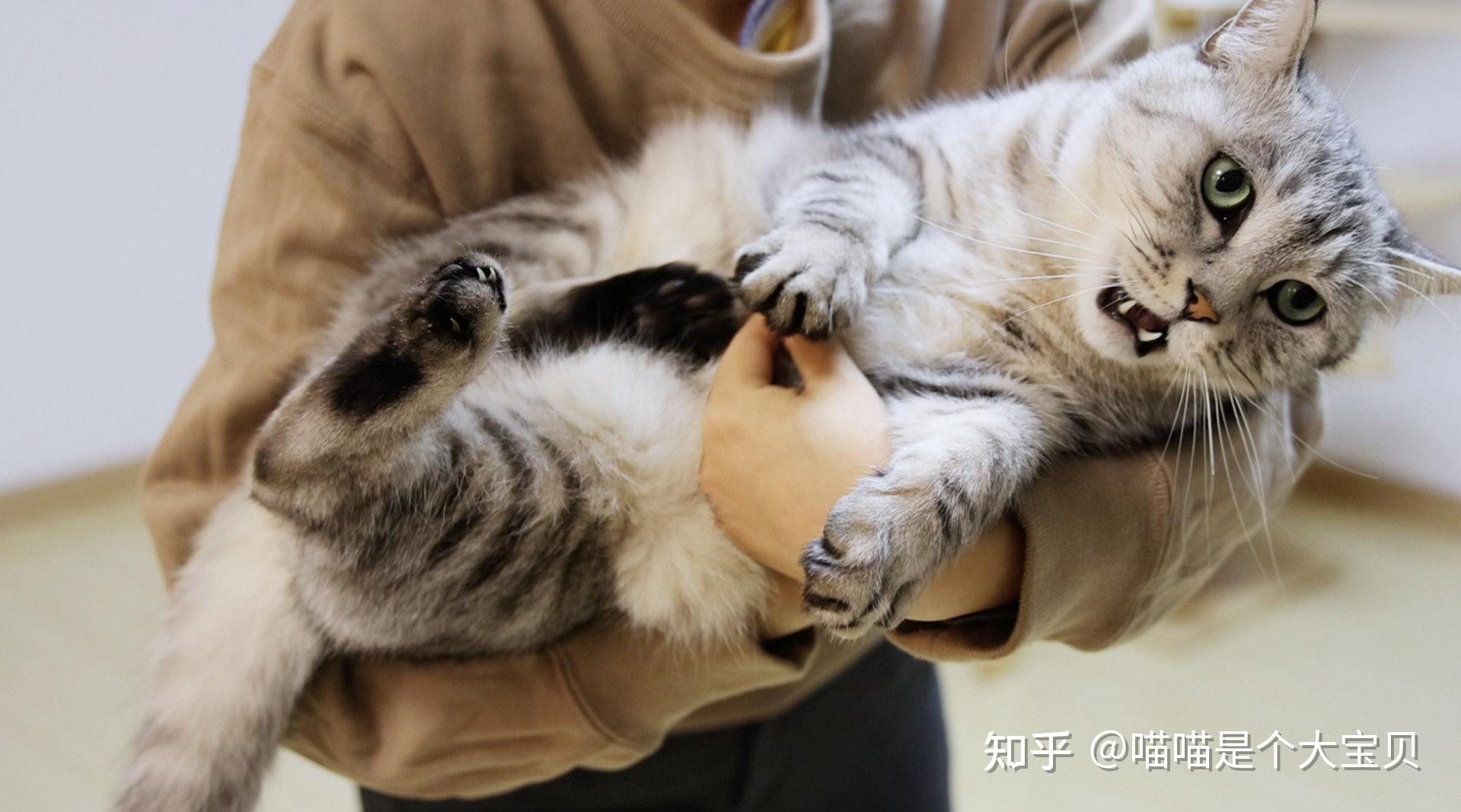 当你抱起猫咪时,在它心里,它是这么想的 - 知乎