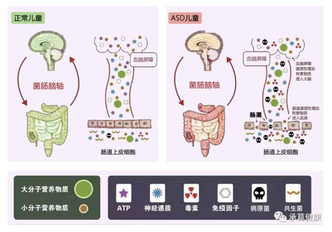 儿童自闭症治疗获重大突破关键在于调节肠道菌群