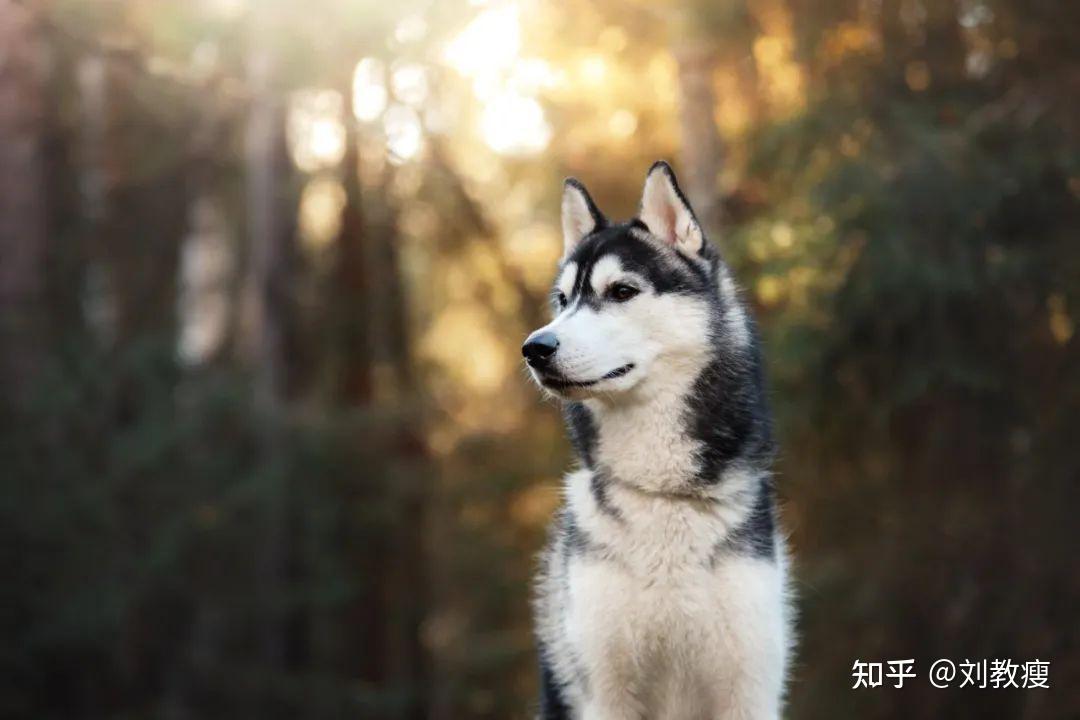 貓狗的性格與寵主有關嗎