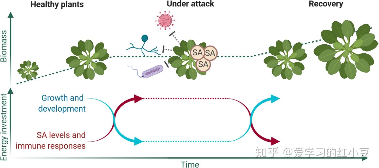 plants accumulate sa and activate immune responses upon