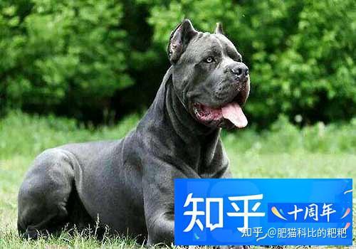 喂养大型犬的方法 喂养大型犬应该注意什么 知乎