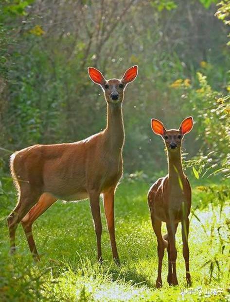 道德教养和道德教话的诗句 关于德行的名言 关于德的名言