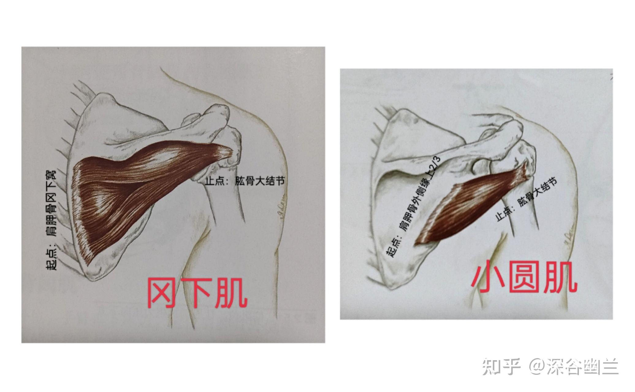 肱骨不能很好的完成前旋後旋等旋轉動作時,就會由肘關節過度收縮,代償