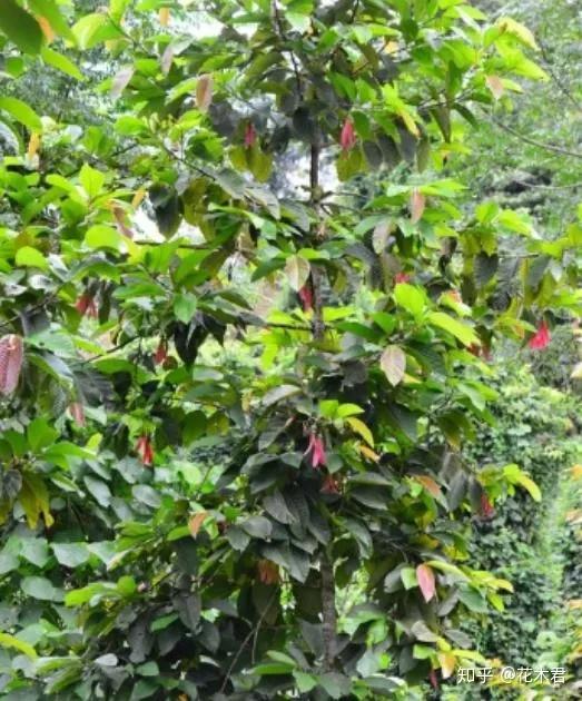 国家Ⅰ级保护濒危珍稀植物东京龙脑香