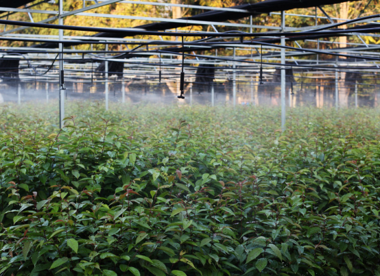 微喷灌技巧的运用