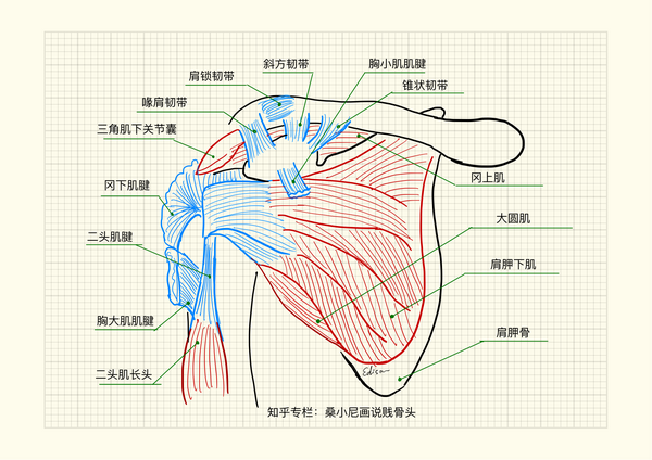 人体肩膀部位分析图图片