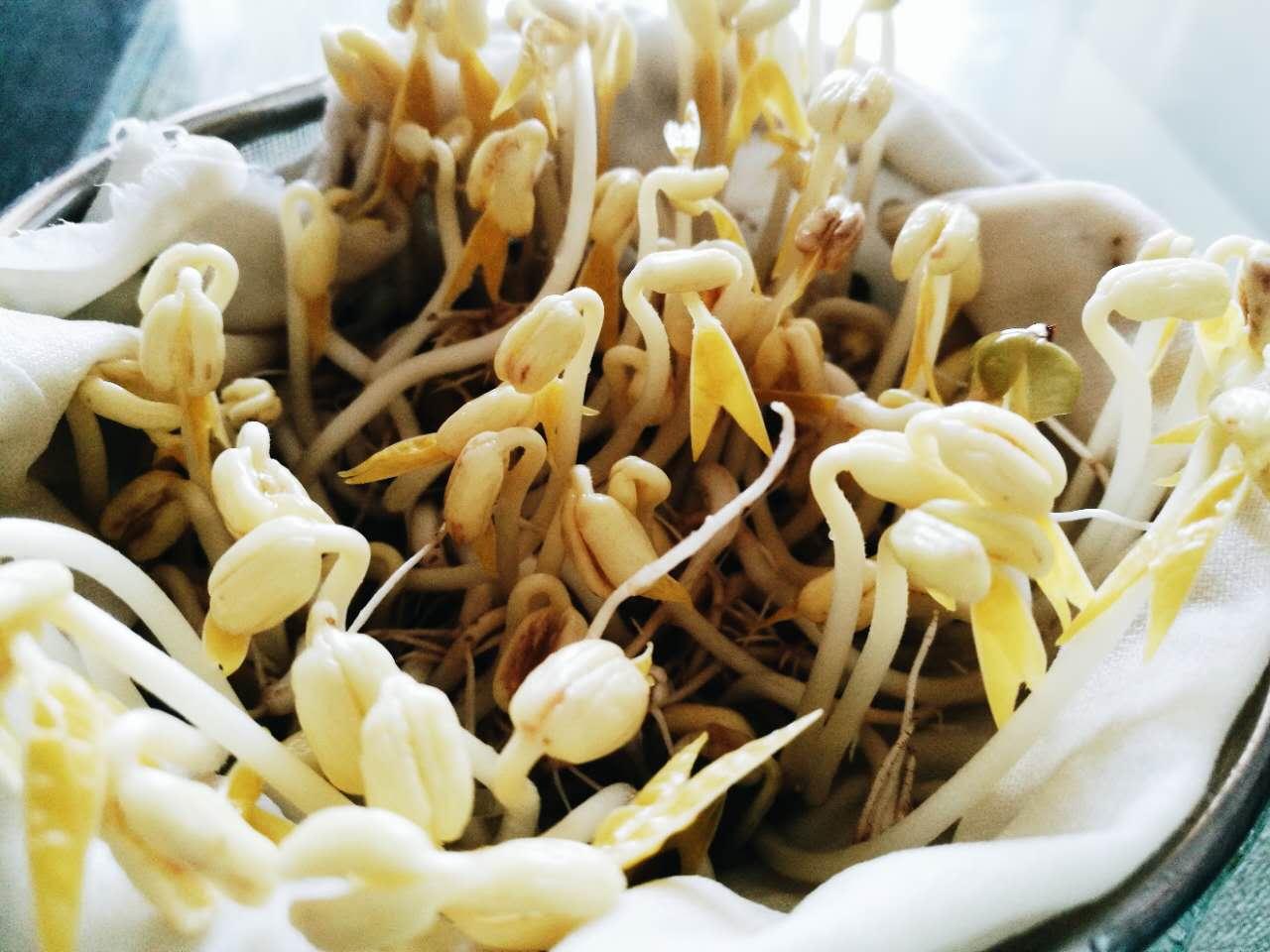 绿豆芽自己发 生产绿豆芽的方法，放心豆芽自己做