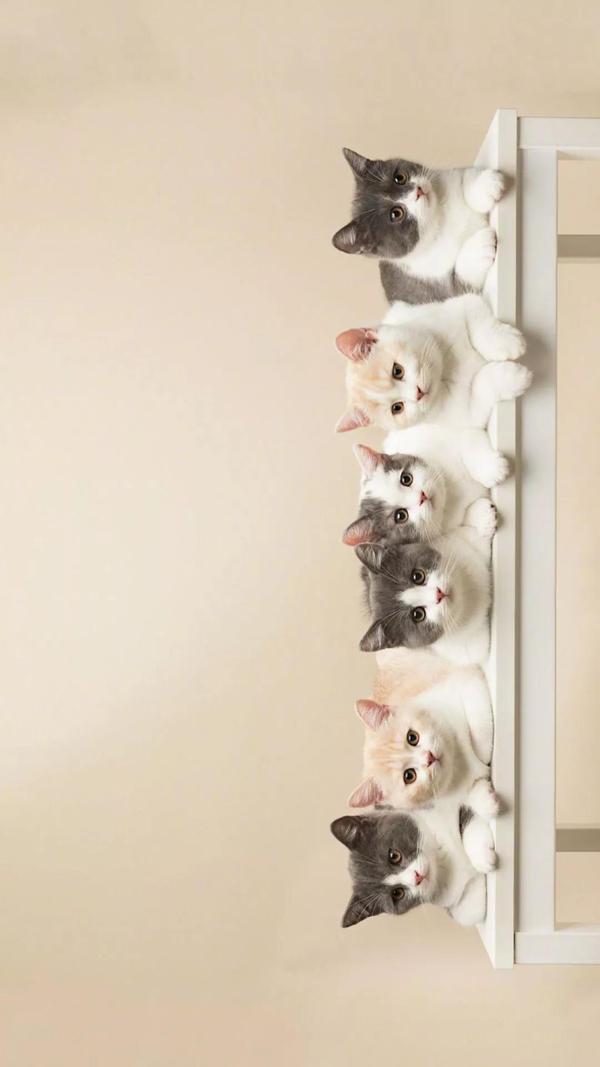 超级可爱的壁纸都有好多猫 知乎