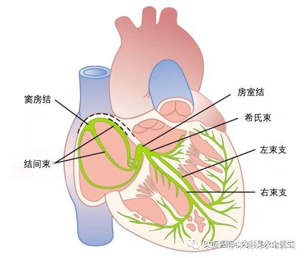 心脏传导系统示意图图片