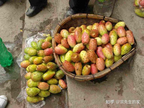 养了20年仙人掌，成7米“仙人树”，挂满“仙人果”，稀奇又值钱 知乎 