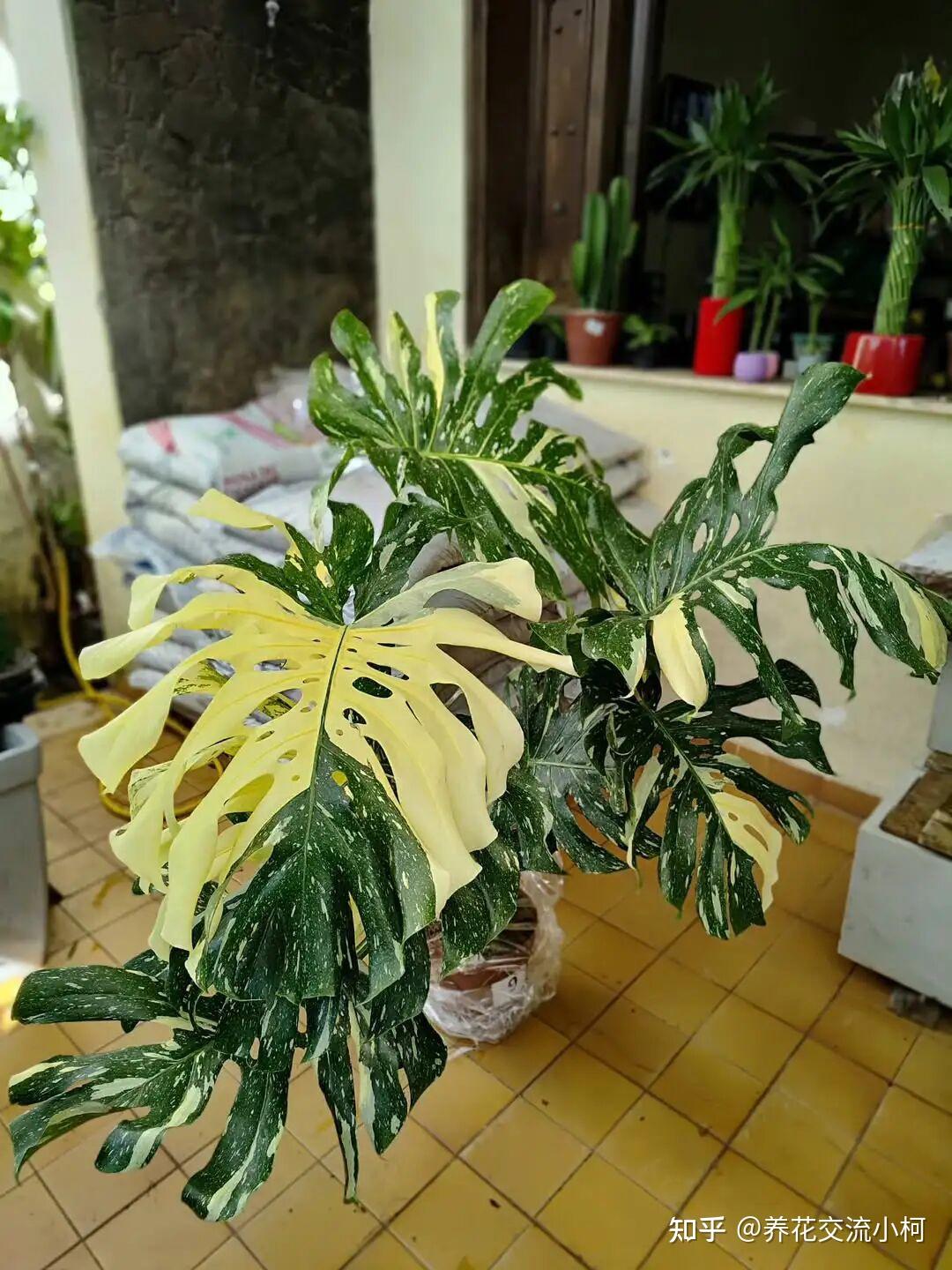 上千元的洒金龟背竹降至一杯奶茶钱，养大有难度，附小苗开背指南 - 知乎