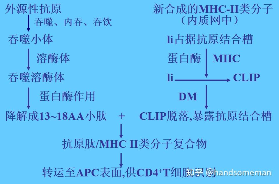 抗原提呈细胞以及抗原提呈(apc)