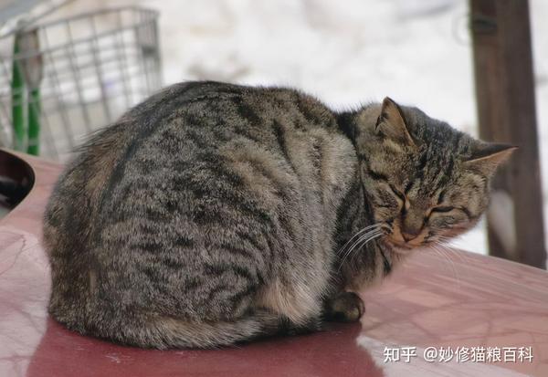 狸花猫寿命有多长？有这7个表现，说明已经老了 知乎 6524