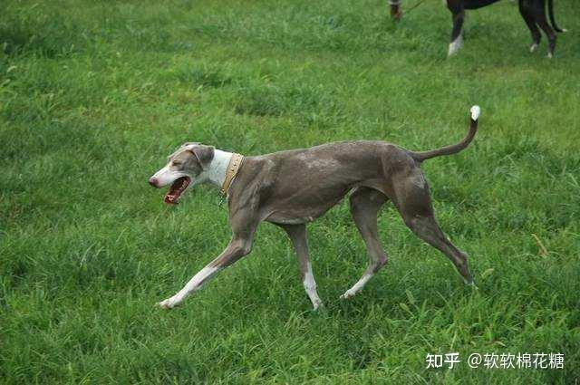 为何养“山东细犬”的人越来越多?网友:养了就不想换狗了 - 知乎
