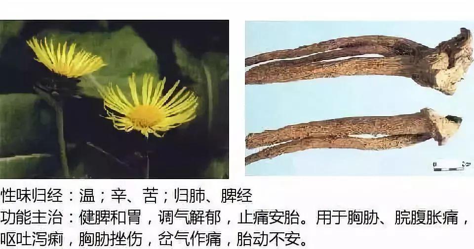 吴茱萸怎么种植每亩种多少