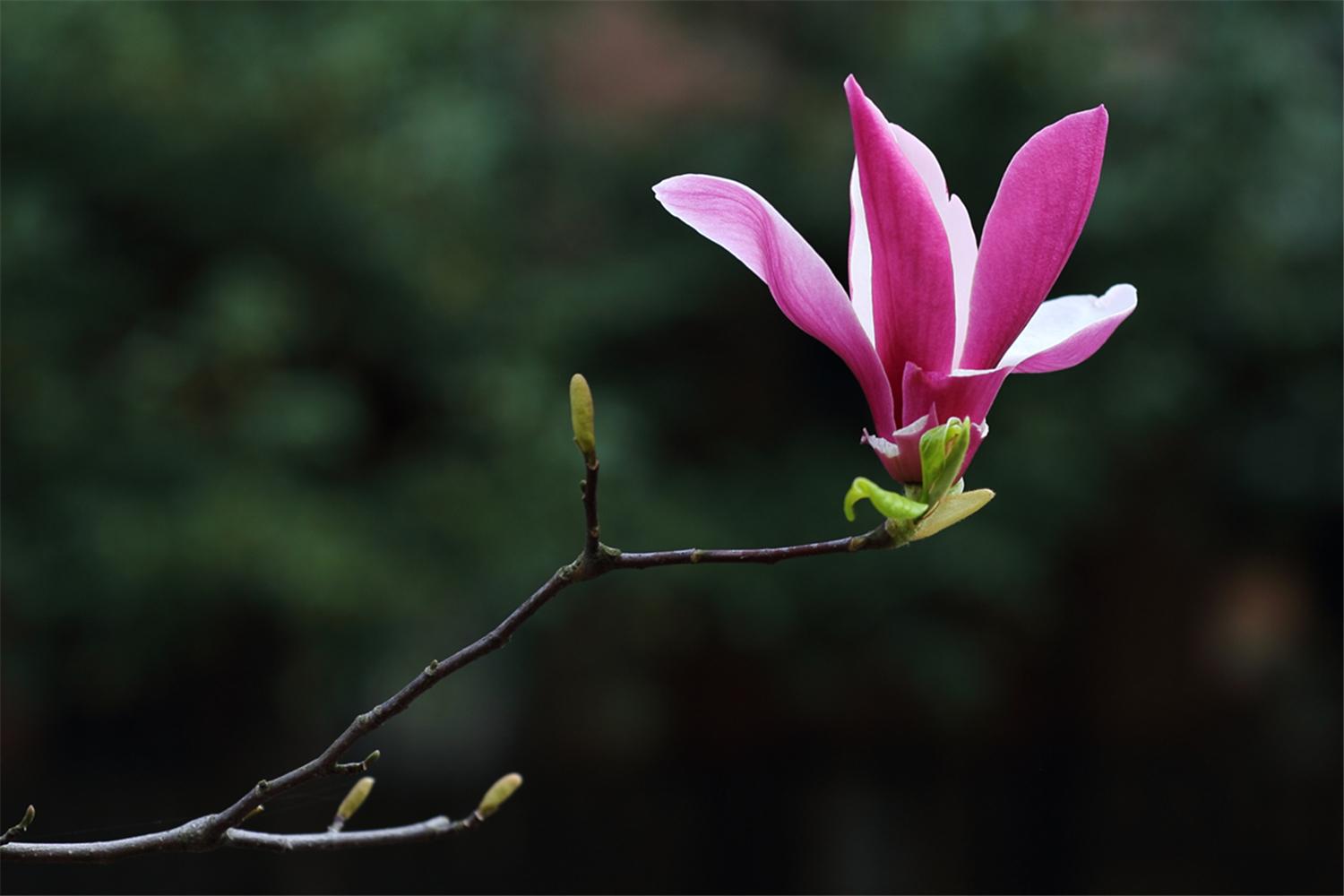 植库玉兰花开望春迎春