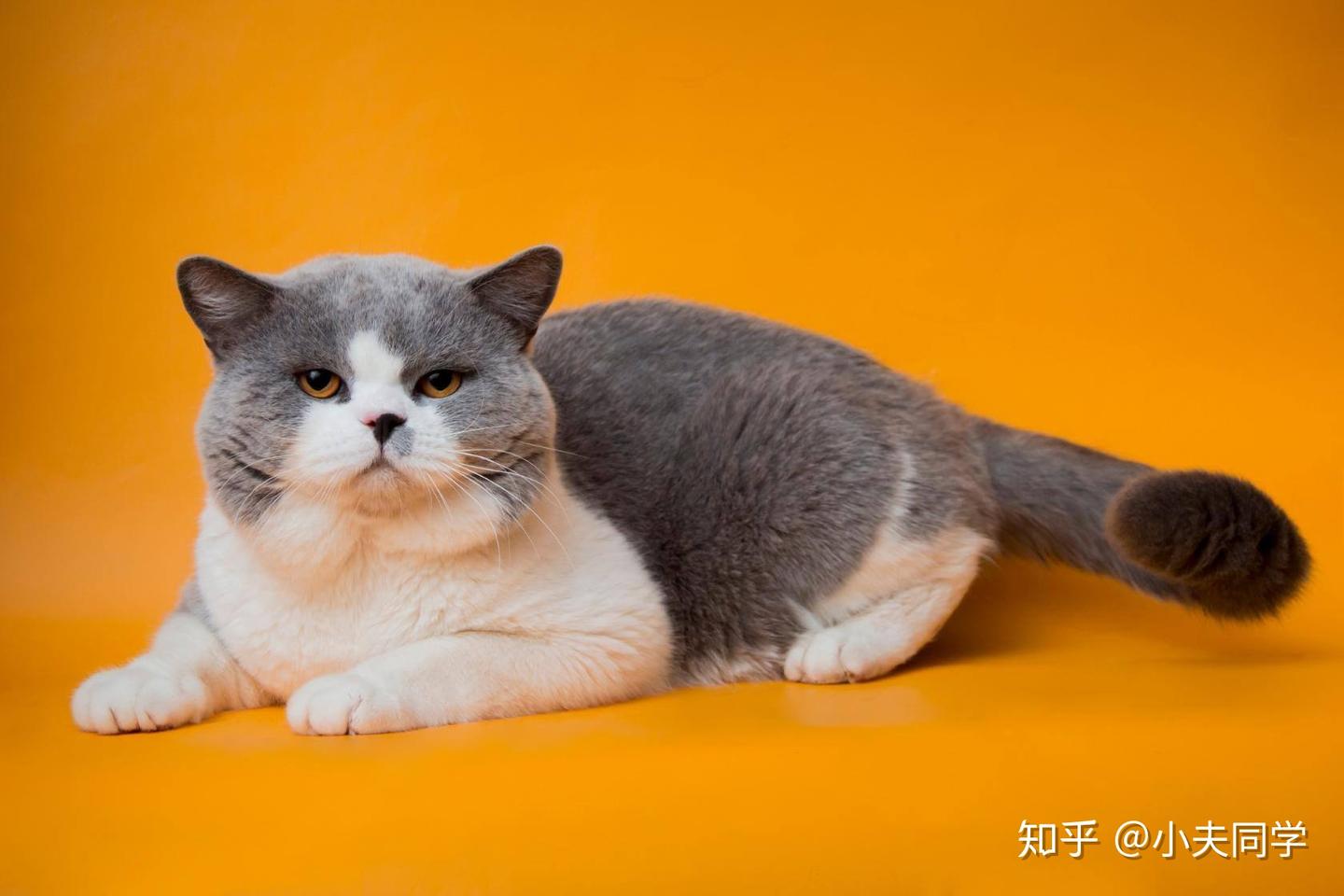 三毛猫 c623373b69c09a7d5ba3f6649a926f