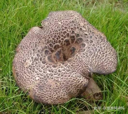 云南的八大食用菌 - 知乎