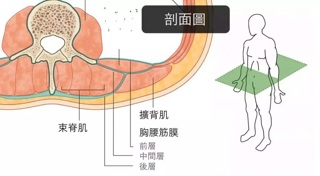 腰疼腰肌勞損可能是腰3橫突綜合症