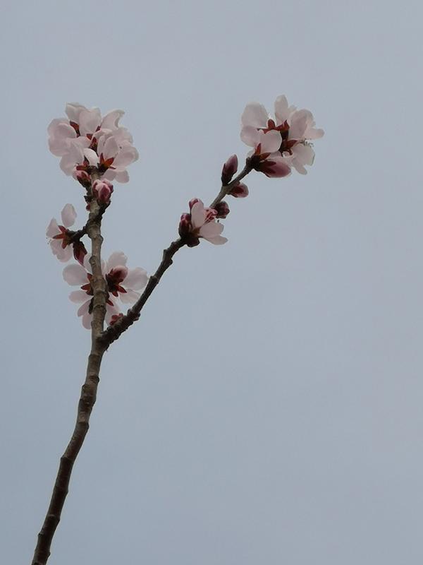 山桃花开了 19年3月27日 甜嘟嘟