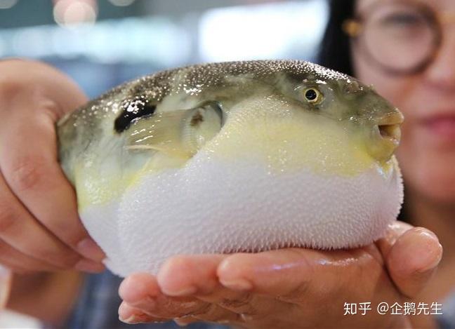 1.河豚