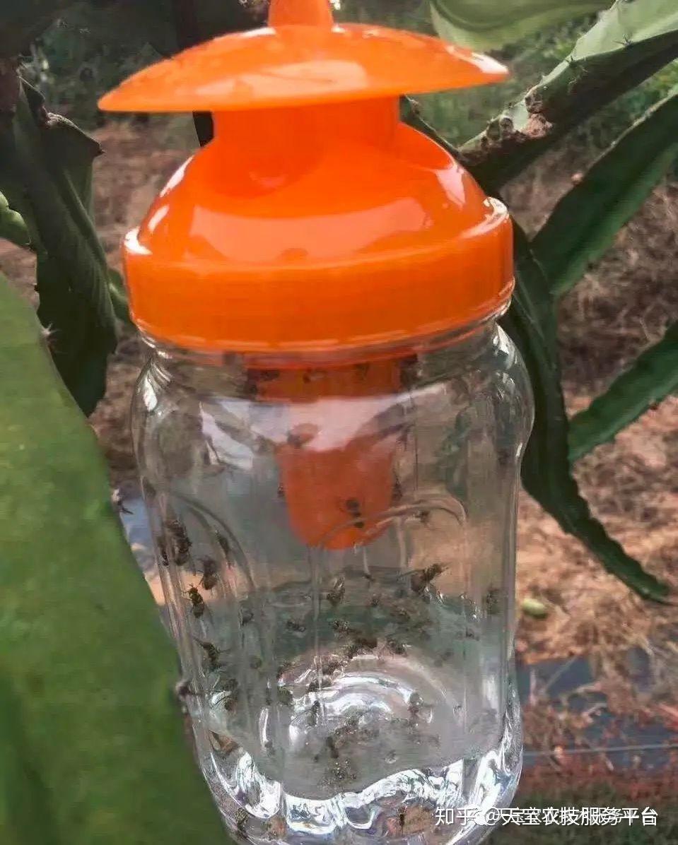 火龙果果实蝇一定要提早防治