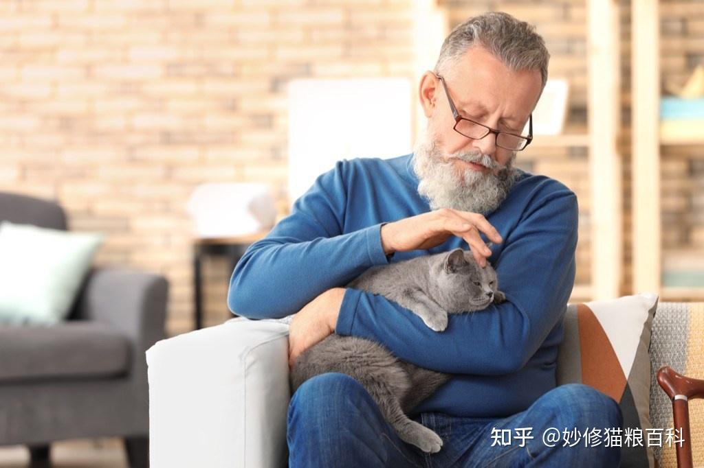 养猫的9个好处,看完后,你想养一只吗? - 知乎