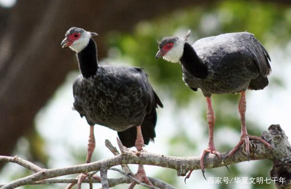 【鬿雀】即 胡兀鹫,或 黑颈叫鸭