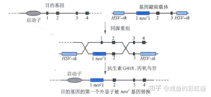 通过同源重组法完全消除细胞中的靶基因活性.