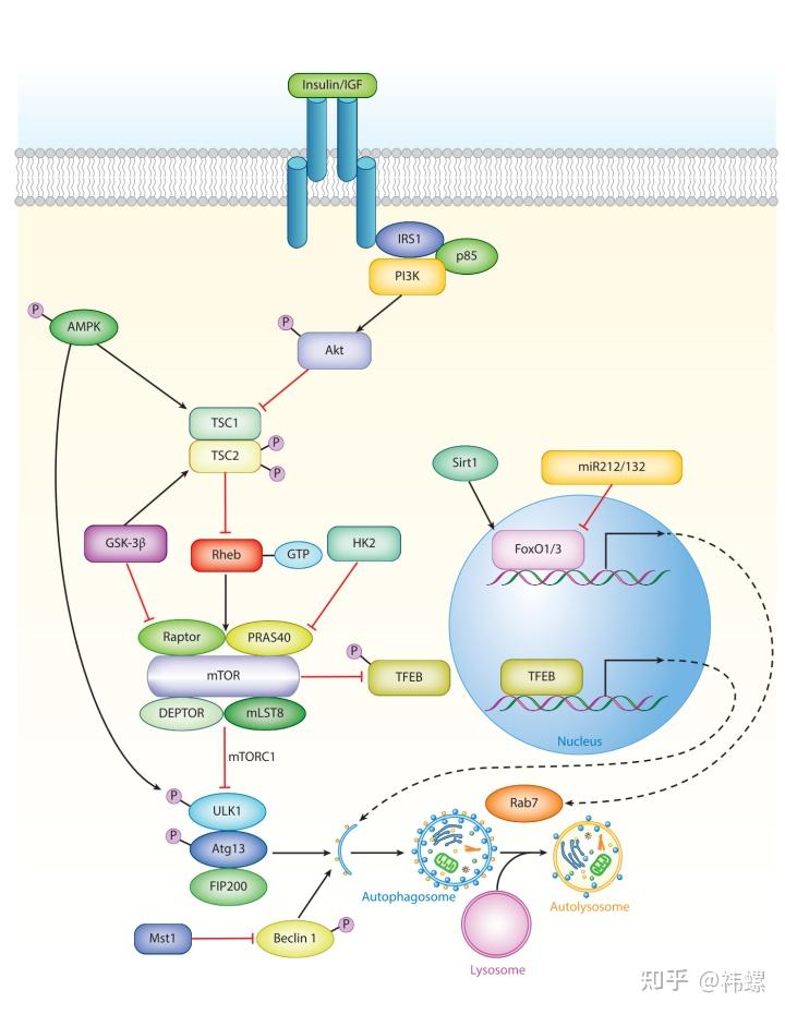 细胞自噬机制概述 - 知乎